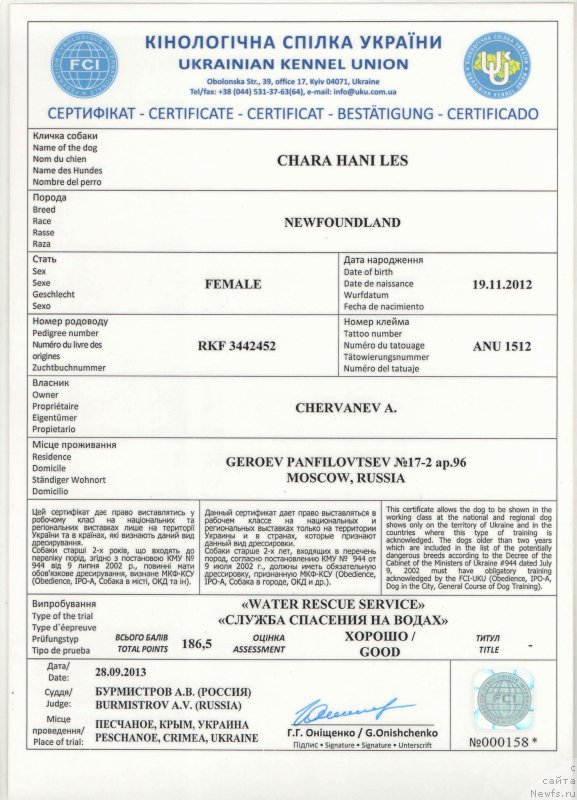 Фото: ньюфаундленд Чара Хани Лес (Chara Hani Les)