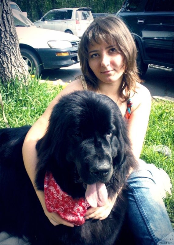 Фото: ньюфаундленд Мирабелла из Тихого Омута, Юлия Василенко