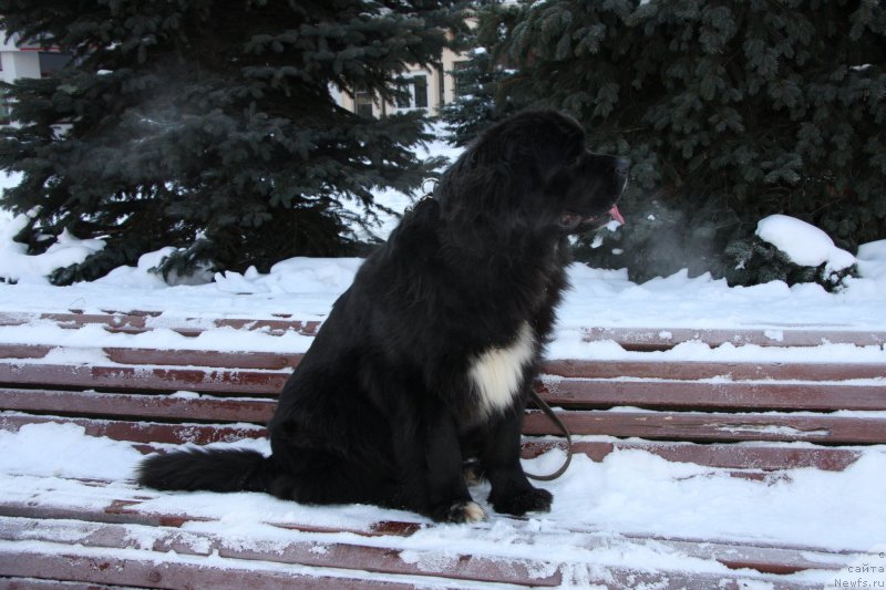 Фото: ньюфаундленд Call me Sweetheart Midnight Bear