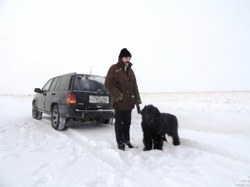 Фото: ньюфаундленд Би Перфект Арабелла, Дима