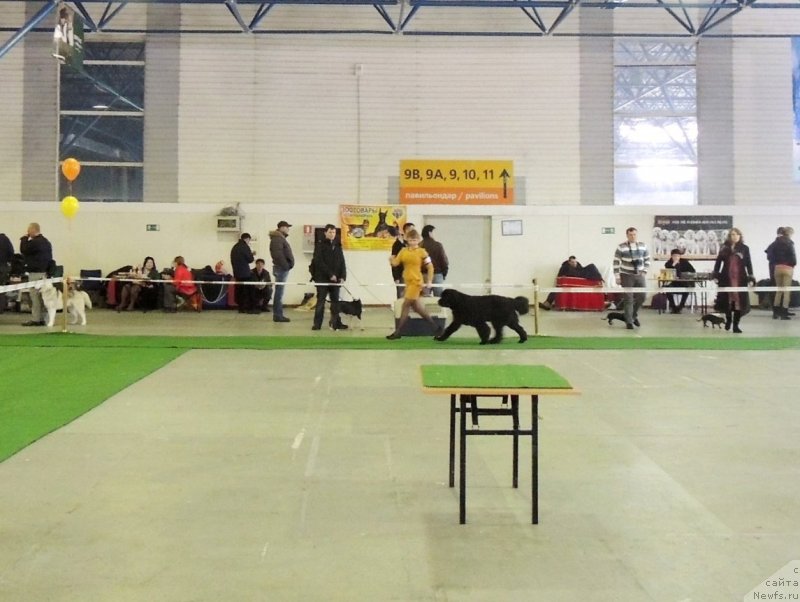 Фото: ньюфаундленд Би Перфект Арабелла, Ирина Павлова