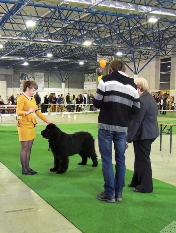 Фото: ньюфаундленд Би Перфект Арабелла, Ирина Павлова