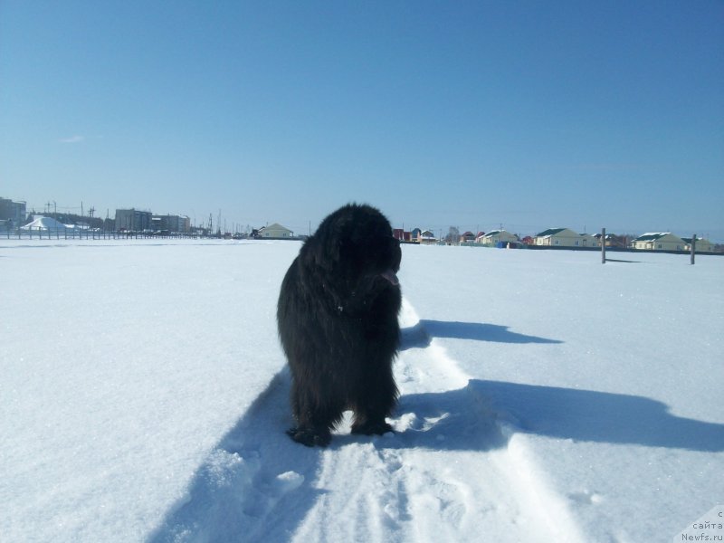 Фото: ньюфаундленд Карат из Медвежьего Яра (Karat iz Medvejyego Yara)