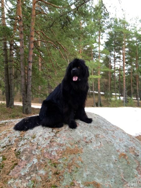 Фото: ньюфаундленд Белкондер-Клаб Кассиопея