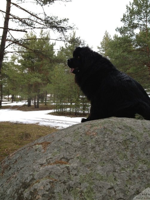 Фото: ньюфаундленд Белкондер-Клаб Кассиопея