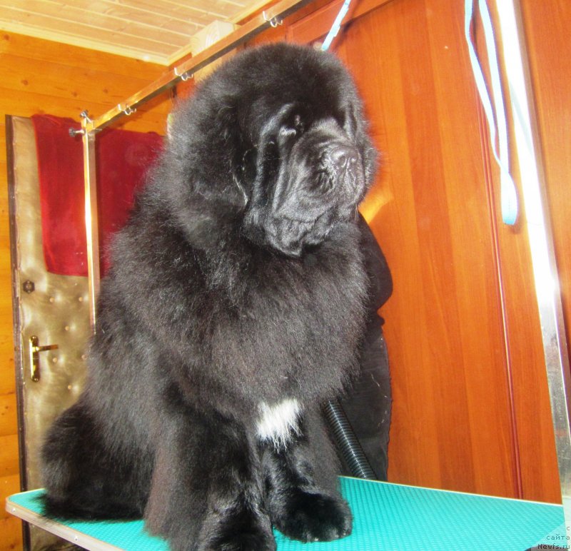 Фото: ньюфаундленд Cristalmar Cadeaux de Noel