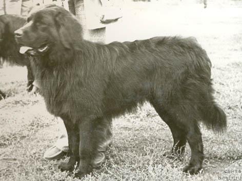 Фото: ньюфаундленд Саур