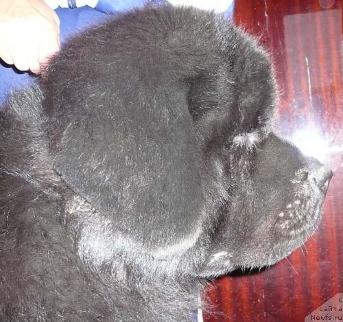 Фотография № 14940