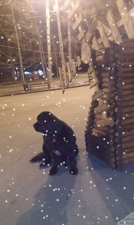 Фото: ньюфаундленд Сент Джонс Гвендолин Глориус Гарден