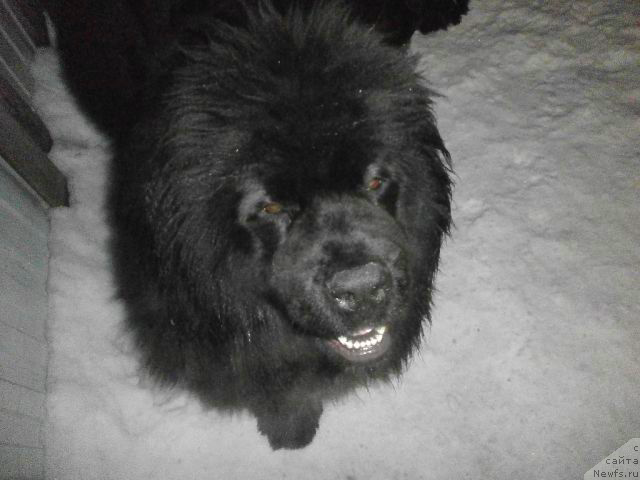 Фото: ньюфаундленд Вавилония Бест