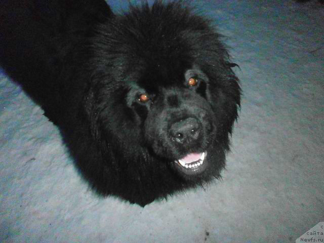 Фото: ньюфаундленд Вавилония Бест