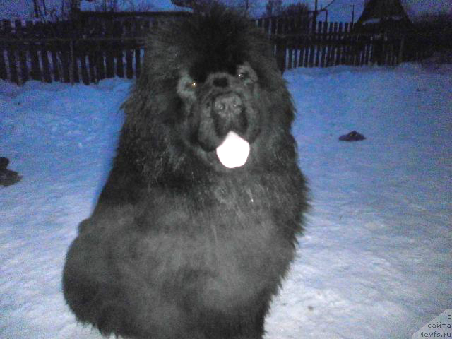 Фото: ньюфаундленд Ванилла Кока-Кола