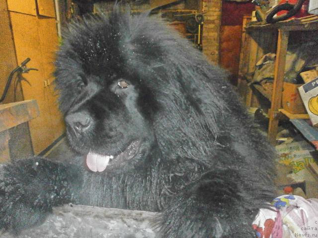 Фото: ньюфаундленд Ванилла Кока-Кола