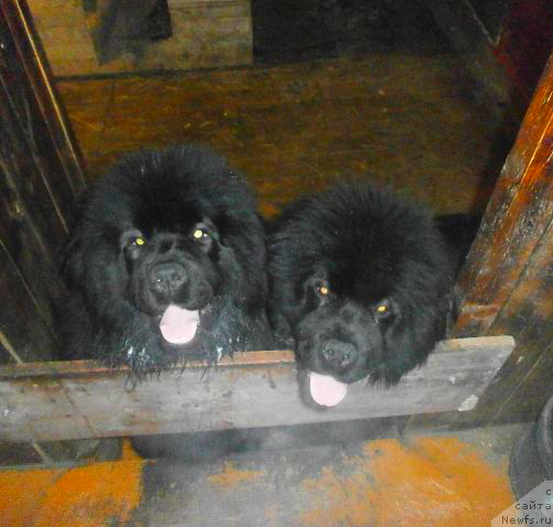 Фото: ньюфаундленд Ванилла Кока-Кола, ньюфаундленд Вавилония Бест