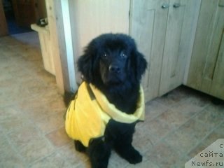 Фото: ньюфаундленд Эхо Москвы с Берега Дона (Eho Moskvy s Berega Dona)