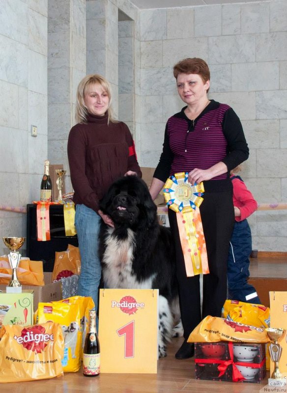 Фото: с судьей Дивель Л.Н., Ксения Городничева, ньюфаундленд Плюшевая Панда Ферреро Ронд Нуар (Plushevaya Panda Ferrero Rond Noir)