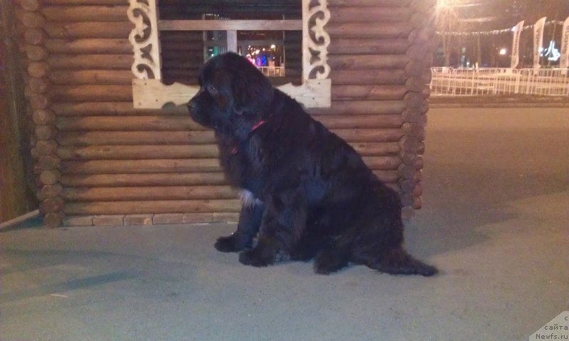 Фото: ньюфаундленд Сент Джонс Гвендолин Глориус Гарден