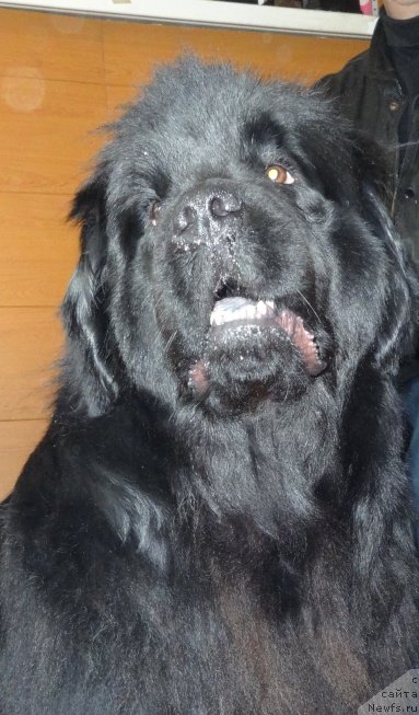 Фото: ньюфаундленд Ньюфорт Услада