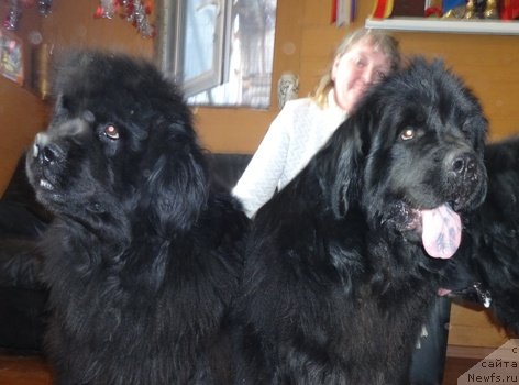 Фото: ньюфаундленд Севертан Рожденная Легендой, ньюфаундленд Ньюфорт Услада