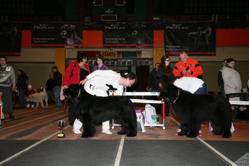 Фото: ньюфаундленд Сказочная Кроха Медисон (Skazochnaya Kroha Medison), ньюфаундленд Love Me Tender Midnight Bear