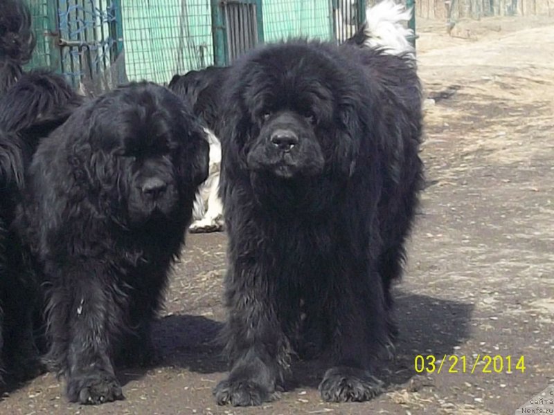 Фото: ньюфаундленд Виски Ред Лейбл Вепс (Viski Red Label Veps), ньюфаундленд Вито Качо Ферл (Vito Kacho Ferl)