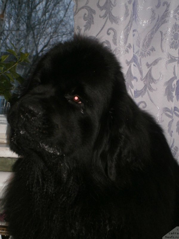 Фото: ньюфаундленд Бегущая по Волнам Центурион Приор