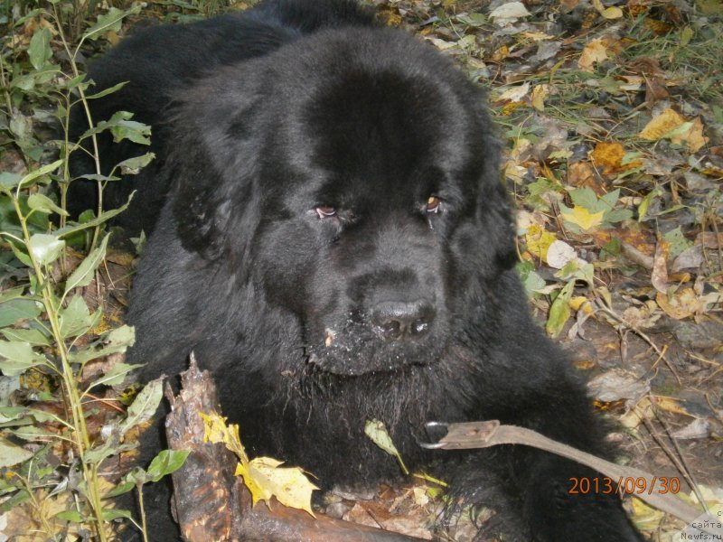 Фото: ньюфаундленд Бегущая по Волнам Центурион Приор