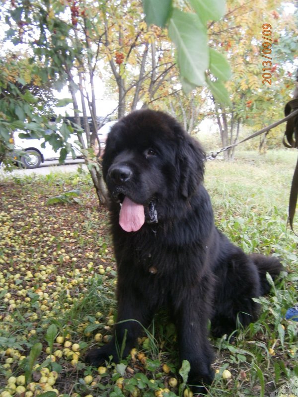 Фото: ньюфаундленд Бегущая по Волнам Центурион Приор