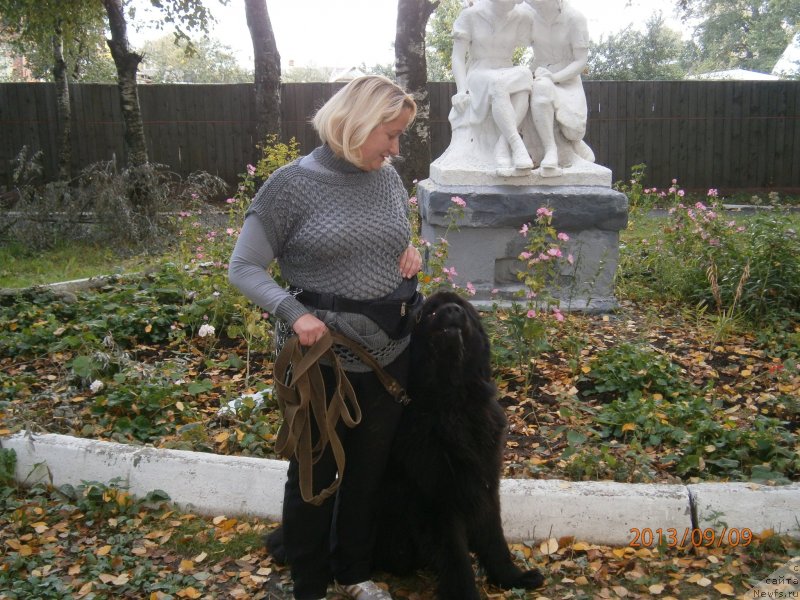 Фото: ньюфаундленд Бегущая по Волнам Центурион Приор, Юлия Рухлова