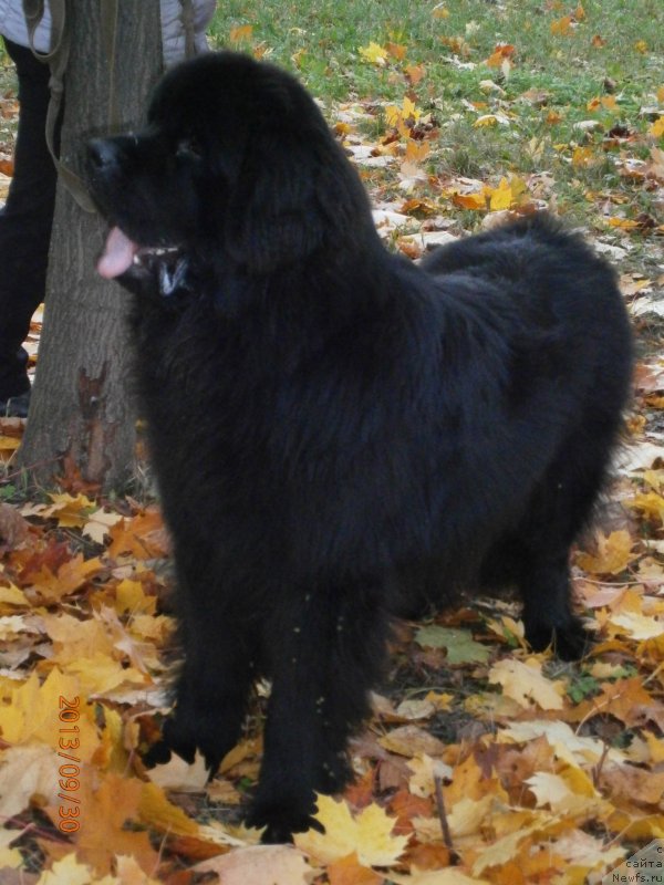 Фото: ньюфаундленд Бегущая по Волнам Центурион Приор