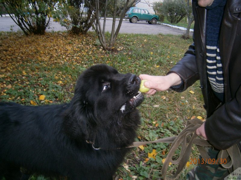 Фото: ньюфаундленд Бегущая по Волнам Центурион Приор
