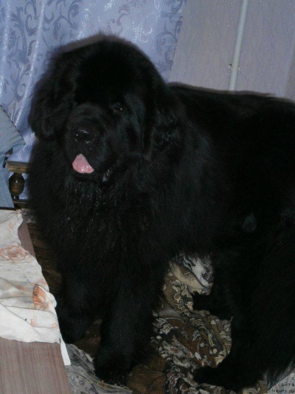 Фото: ньюфаундленд Бегущая по Волнам Центурион Приор