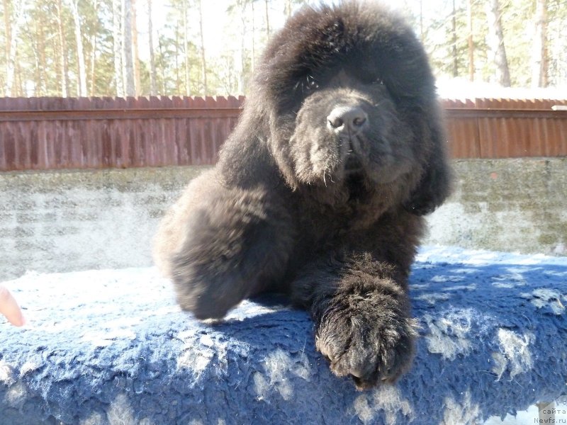 Фото: ньюфаундленд Rose Wanted Impressing Stunningly