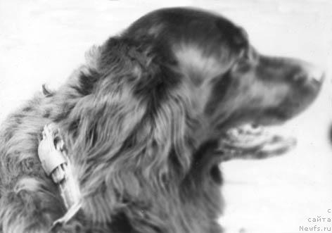 Фото: ньюфаундленд Ла Эрика