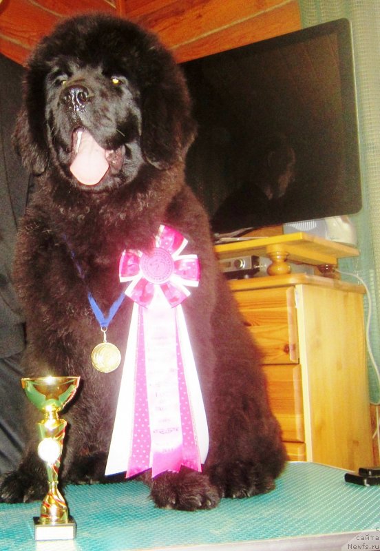 Фото: ньюфаундленд Эльбрус из Антаграда