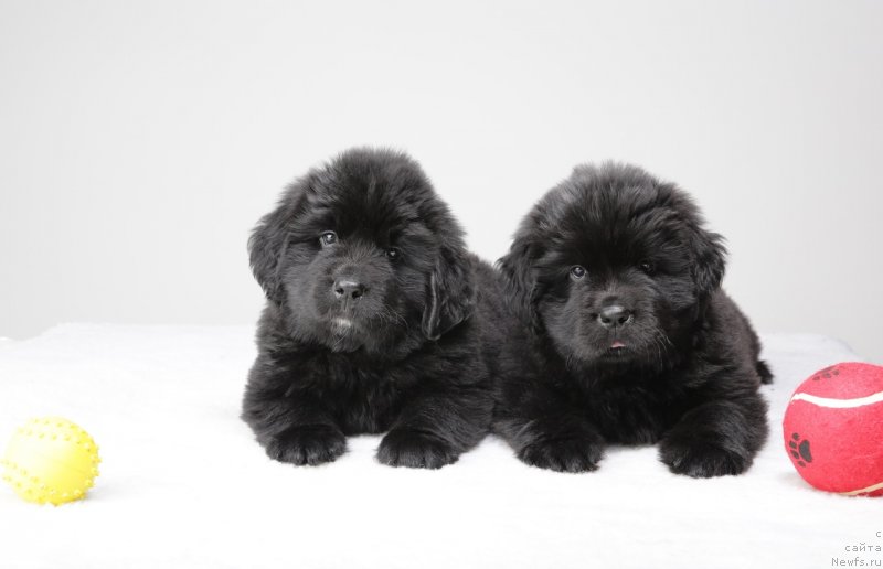 Фото: ньюфаундленд Дар Свезы Юнесса Корона Аустралис (Dar Svezy Unessa Korona Australis)