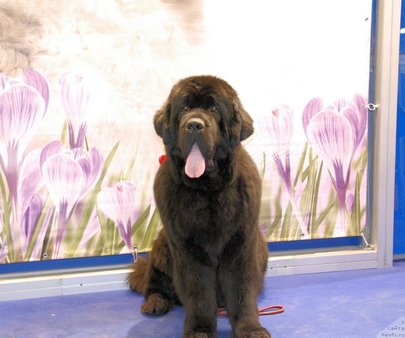 Фотография № 149522