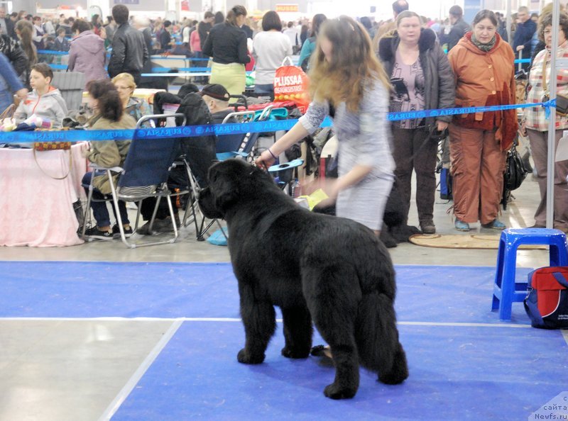 Фото: ньюфаундленд Аз Труэ Бегущая по Волнам Династия Совершенства (As True for Beguschaya po Volnam Dinastiya Soverchenstva), Маргарита Долотова