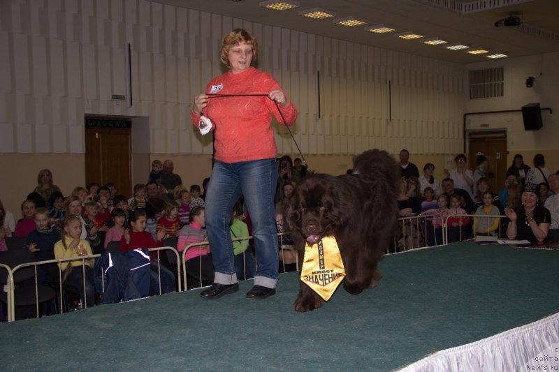 Фото: ньюфаундленд Обуш Шед Янтарный Поцелуй