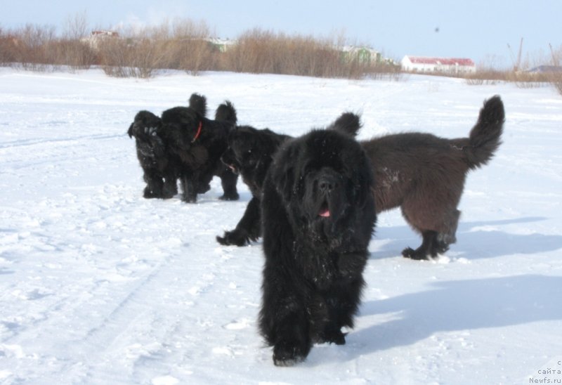 Фото: ньюфаундленд Бегущая по Волнам Зеро Коол