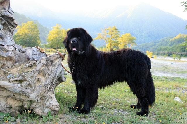 Фото: ньюфаундленд Потап Фидель