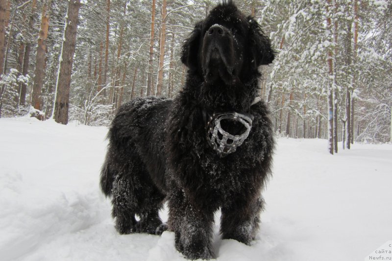 Фото: ньюфаундленд Аксель Блэк Даймонд