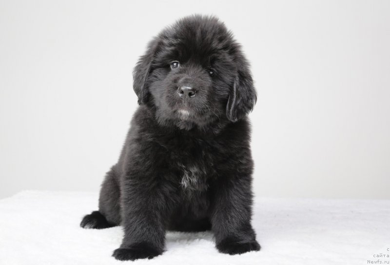 Фото: ньюфаундленд Дар Свезы Юнесса Корона Аустралис (Dar Svezy Unessa Korona Australis)