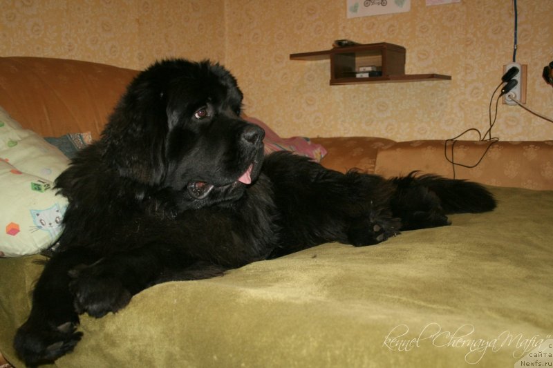 Фото: ньюфаундленд Черная Мафия Муст Хаве (Chernaya Mafia Must Have)
