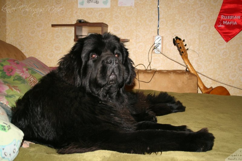 Фото: ньюфаундленд Черная Мафия Муст Хаве (Chernaya Mafia Must Have)