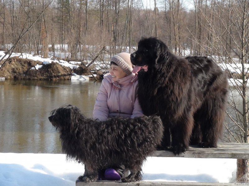 Фото: ньюфаундленд Барышня, Фрося, Галия Гизатуллина