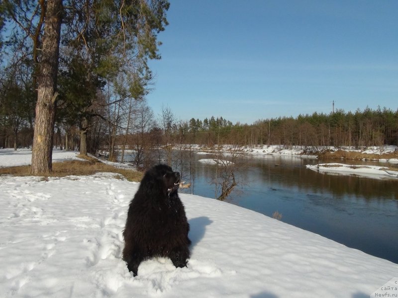 Фото: ньюфаундленд Анджел Викториус