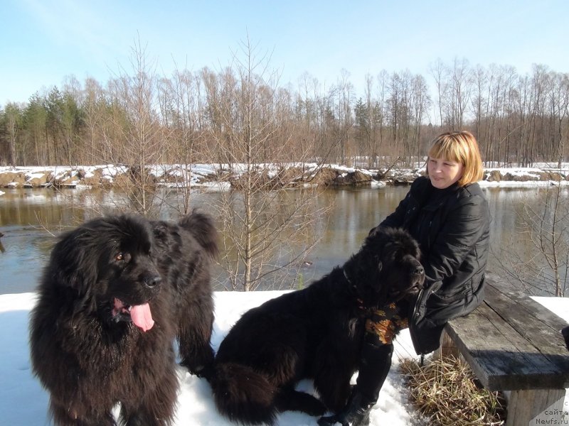 Фото: ньюфаундленд Акин Соул София, ньюфаундленд Барышня, Лиля, Фрося.