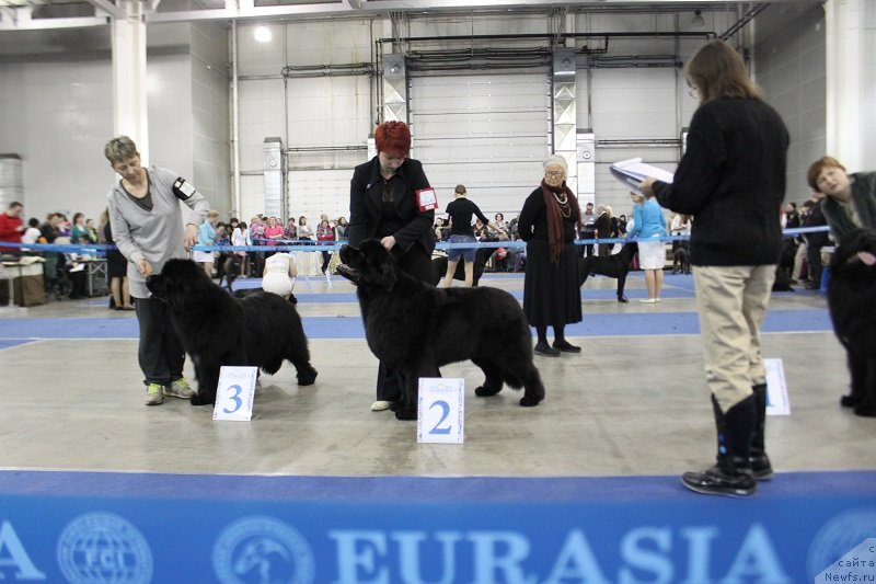 Фото: ньюфаундленд Лунная Соната Для Елены Гранд Бэби