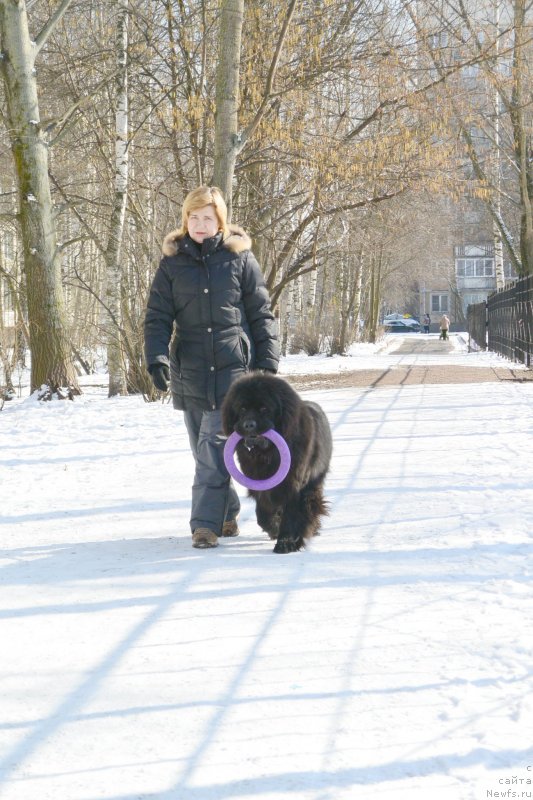 Фото: ньюфаундленд Бегущая по Волнам Есперанто Етуло Чуи, Маргарита Завацкова
